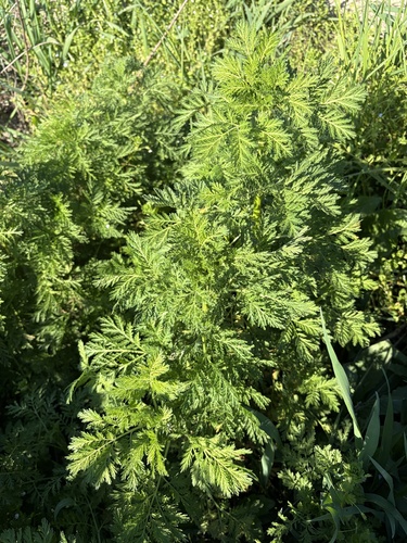 sweet annie (Artemisia annua)
