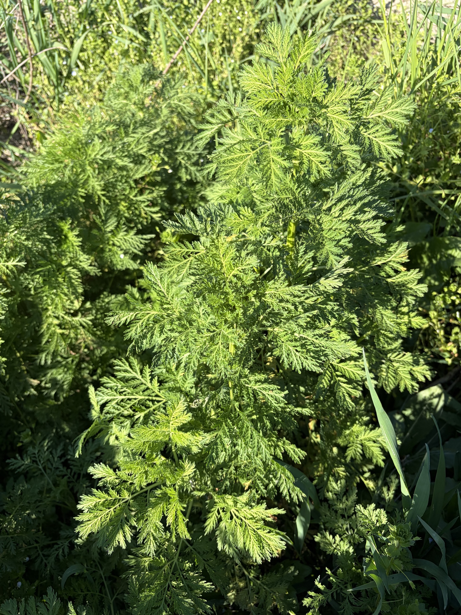 Sweet Annie (Artemisia annua)