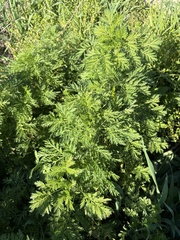 Armoise Annuelle (Artemisia annua)