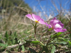 Phlox roemeriana