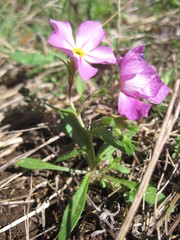 Phlox roemeriana