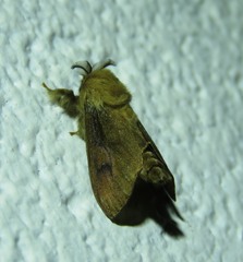 Amatissa