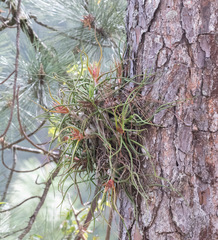 Tillandsia bulbosa