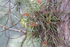 Tillandsia bulbosa