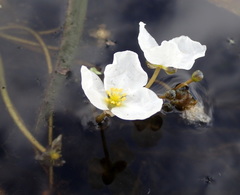 Sagittaria subulata