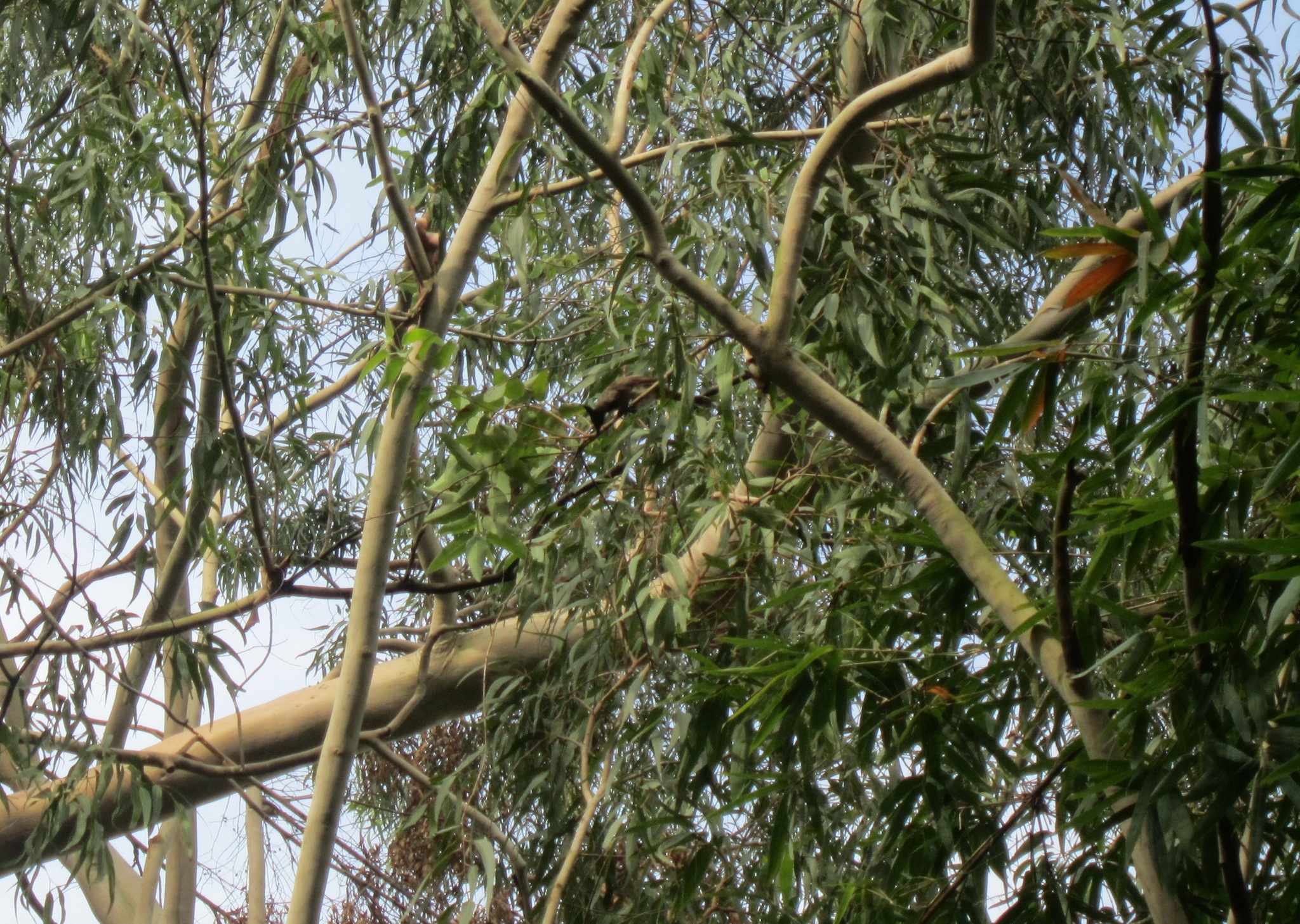 Red-whiskered Bulbul