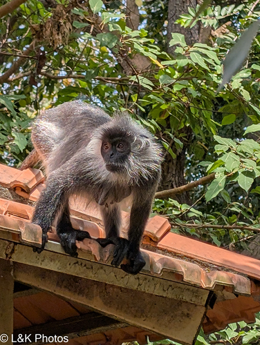 Annamese Langur