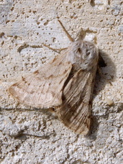 Lycia florentina