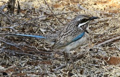 Uratelornis chimaera