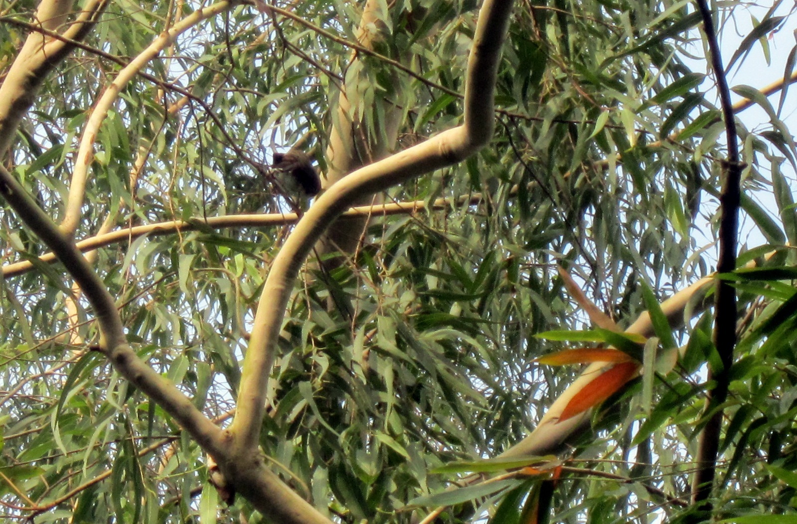 Red-whiskered Bulbul