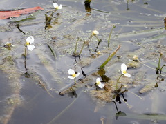 Sagittaria subulata
