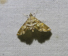 Paracymoriza eromenalis