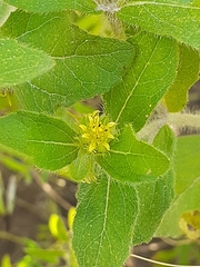 Acanthospermum hispidum