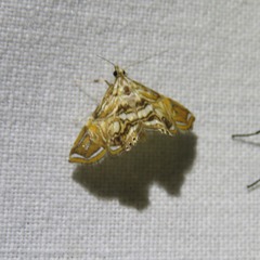 Paracymoriza eromenalis