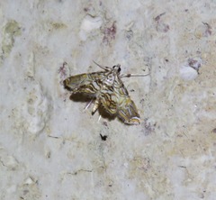 Paracymoriza eromenalis