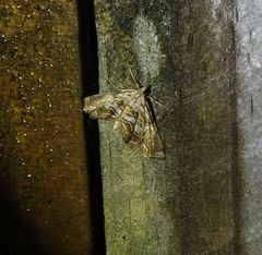 Paracymoriza eromenalis