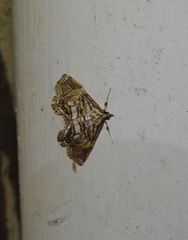 Paracymoriza eromenalis