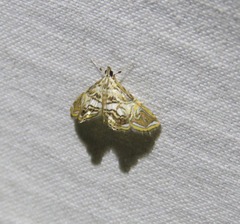 Paracymoriza eromenalis