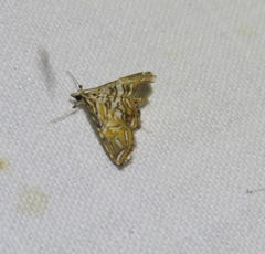 Paracymoriza eromenalis