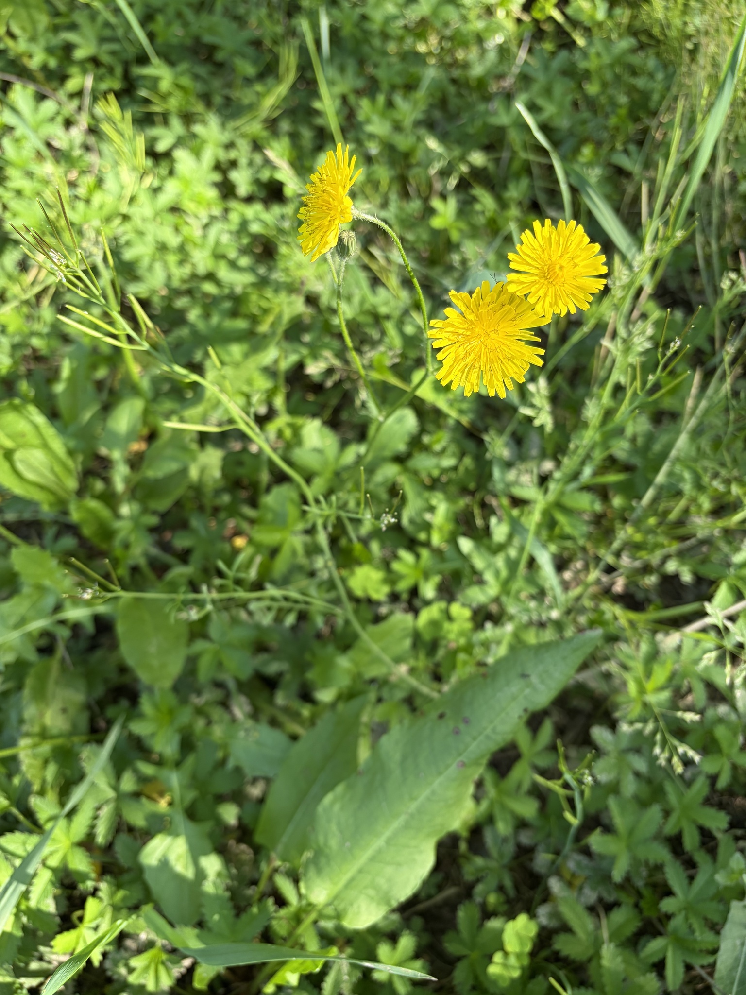 Crepis Sancta (Crepis sancta)