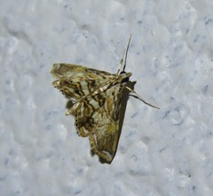 Paracymoriza eromenalis