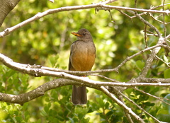 Turdus olivaceus olivaceus