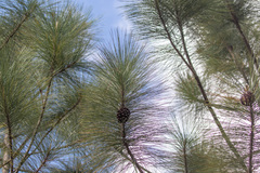 Pinus caribaea