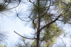 Pinus caribaea