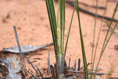 Lomandra leucocephala