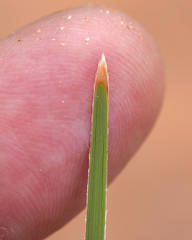 Lomandra leucocephala