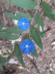 Evolvulus arizonicus