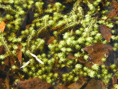 Mayaca fluviatilis
