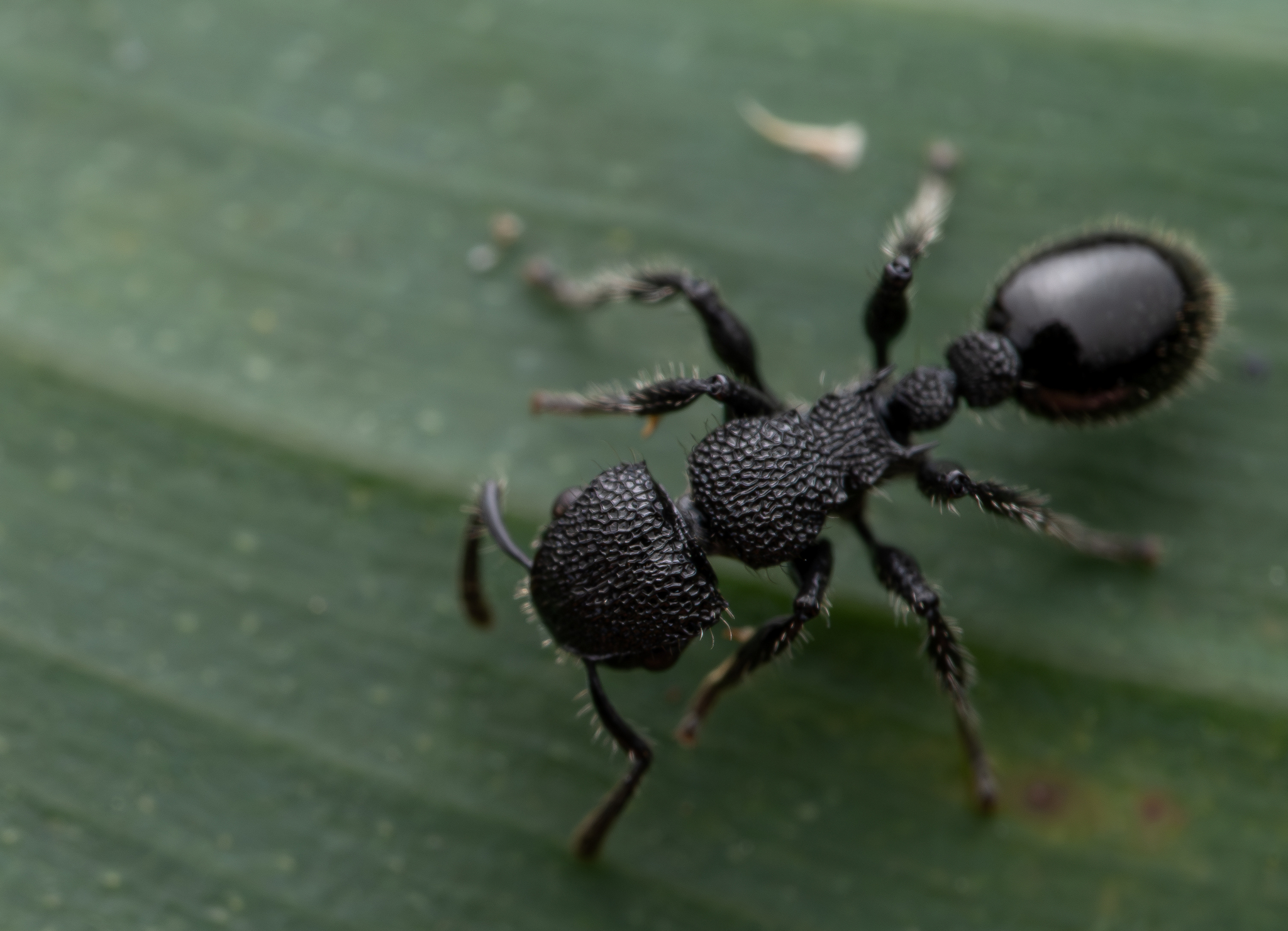 Procryptocerus batesi