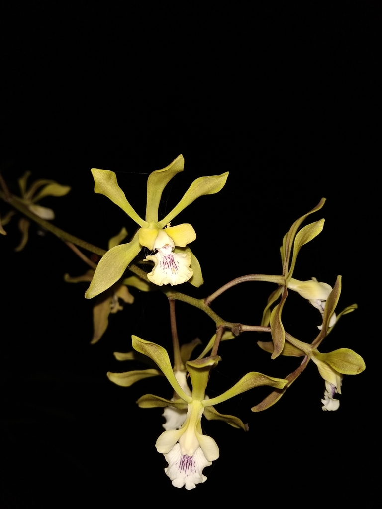 Encyclia belizensis (Rchb.f.) Schltr.