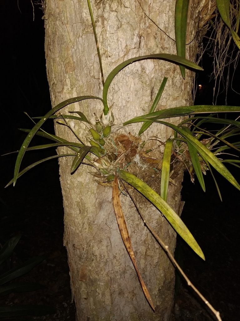 Encyclia belizensis (Rchb.f.) Schltr. 2
