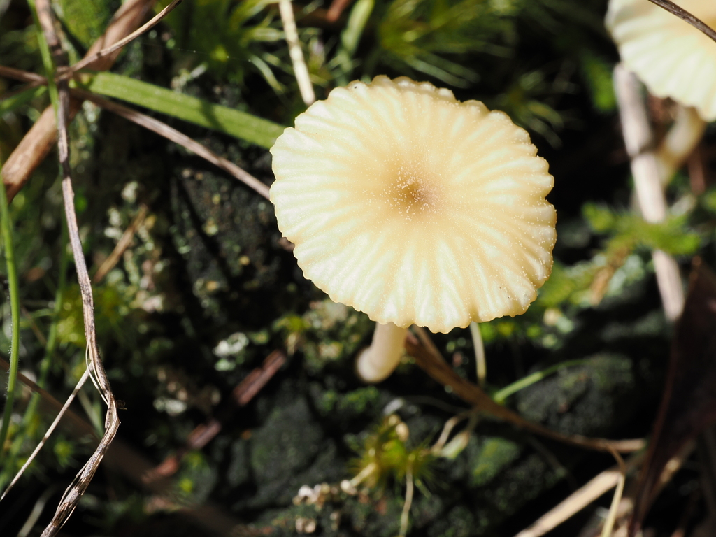 Lichenomphalia ericetorum · April 2026 · photo: © quillipede (iNaturalist, cc0)