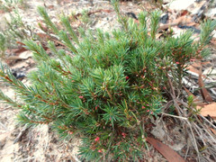 Brachyloma ericoides