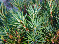 Brachyloma ericoides