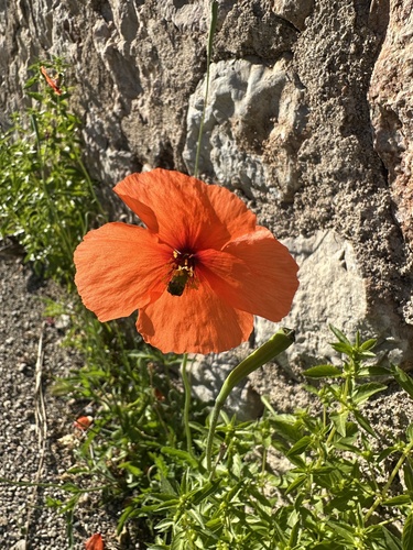 Mediterranean Poppy (Papaver pinnatifidum)