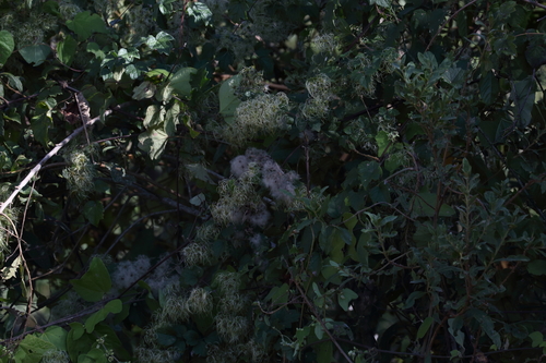 Image of Clematis dioica by (c) Alexis López Hernández, some rights reserved (CC BY)