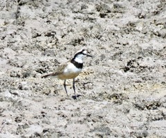 Charadrius thoracicus