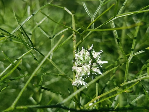 Apochima flabellaria