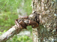 Acteniceromorphus spinosus