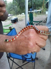 Lampropeltis pyromelana