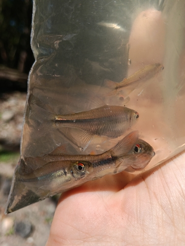 Tetra (Creagrutus affinis) — Characidae