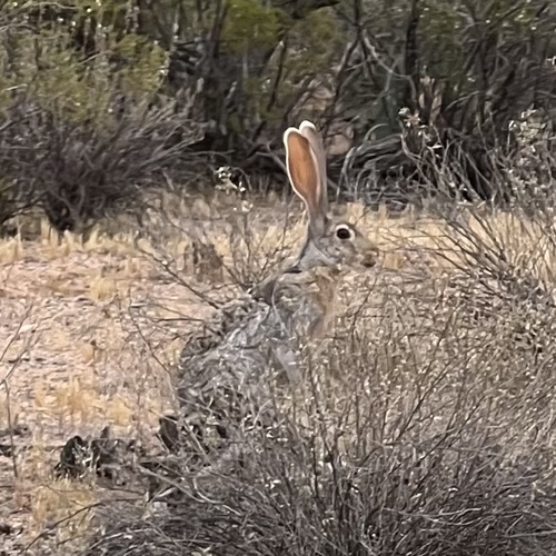 Antelope Jackrabbit observed by outnabout---