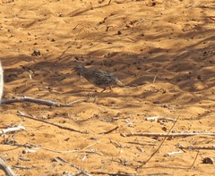 Turnix nigricollis