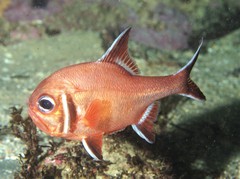 Trachichthys australis