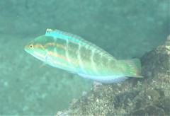 Coris dorsomacula