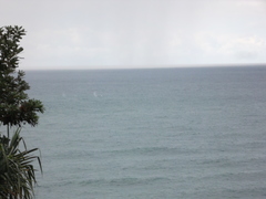 Megaptera novaeangliae